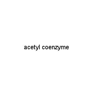 acetyl coenzyme
